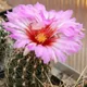 Thelocactus bicolor