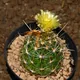 Thelocactus setispinus