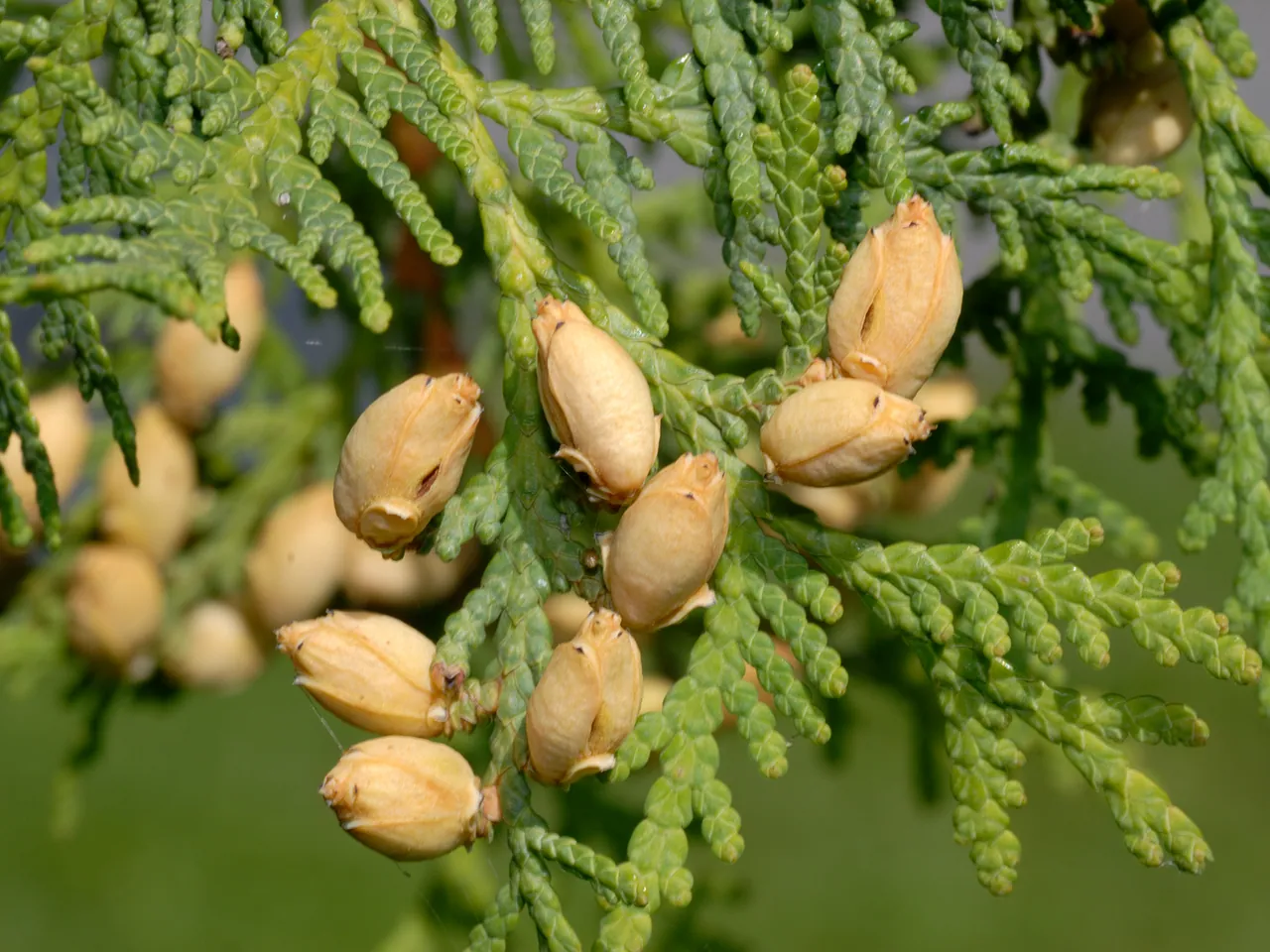 Northern Whitecedar