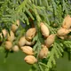 Northern Whitecedar