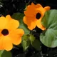 Black-eyed Susan vine
