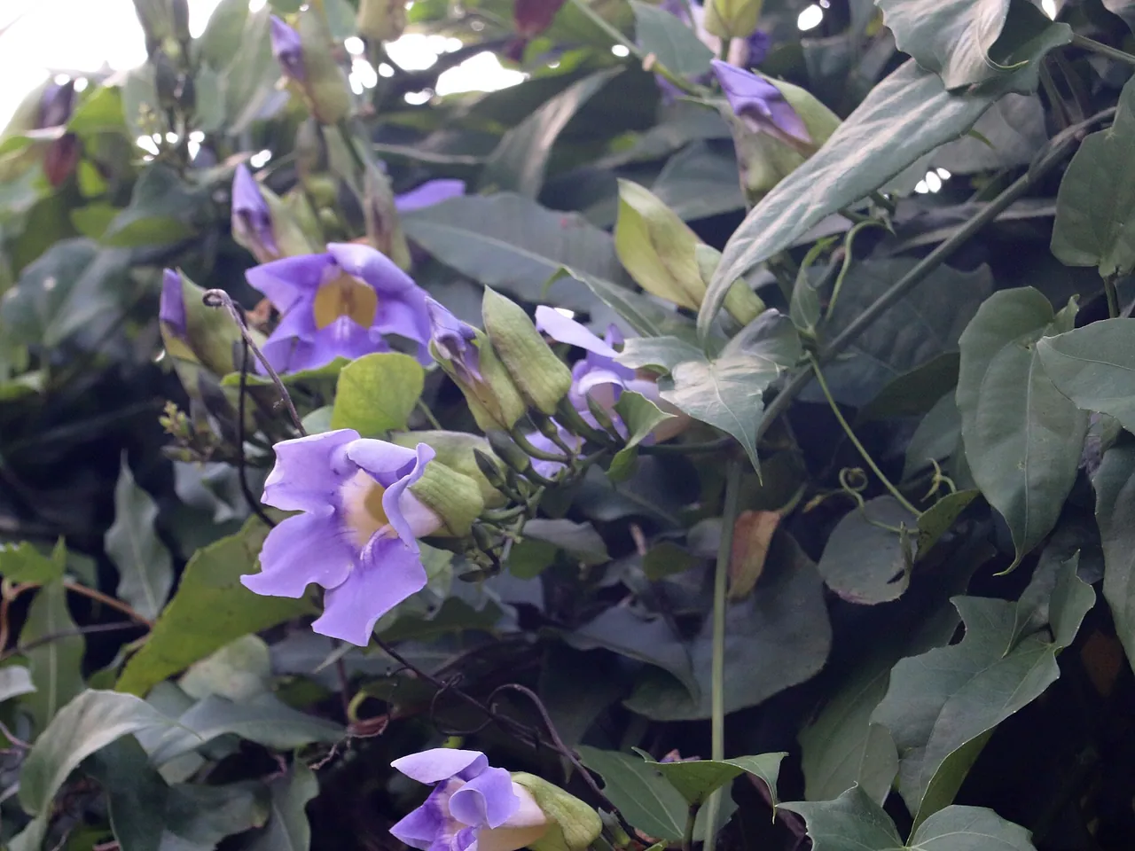 Bengal clock vine