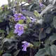 Bengal clock vine
