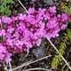 Thymus praecox