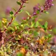 Broad-leaved thyme