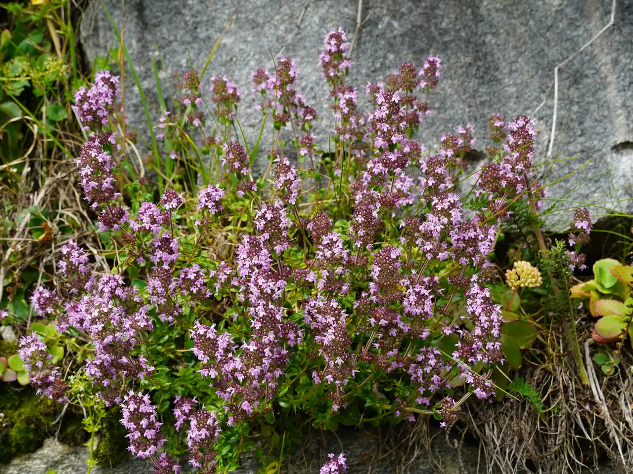 Thyme