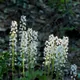 Heartleaved foamflower