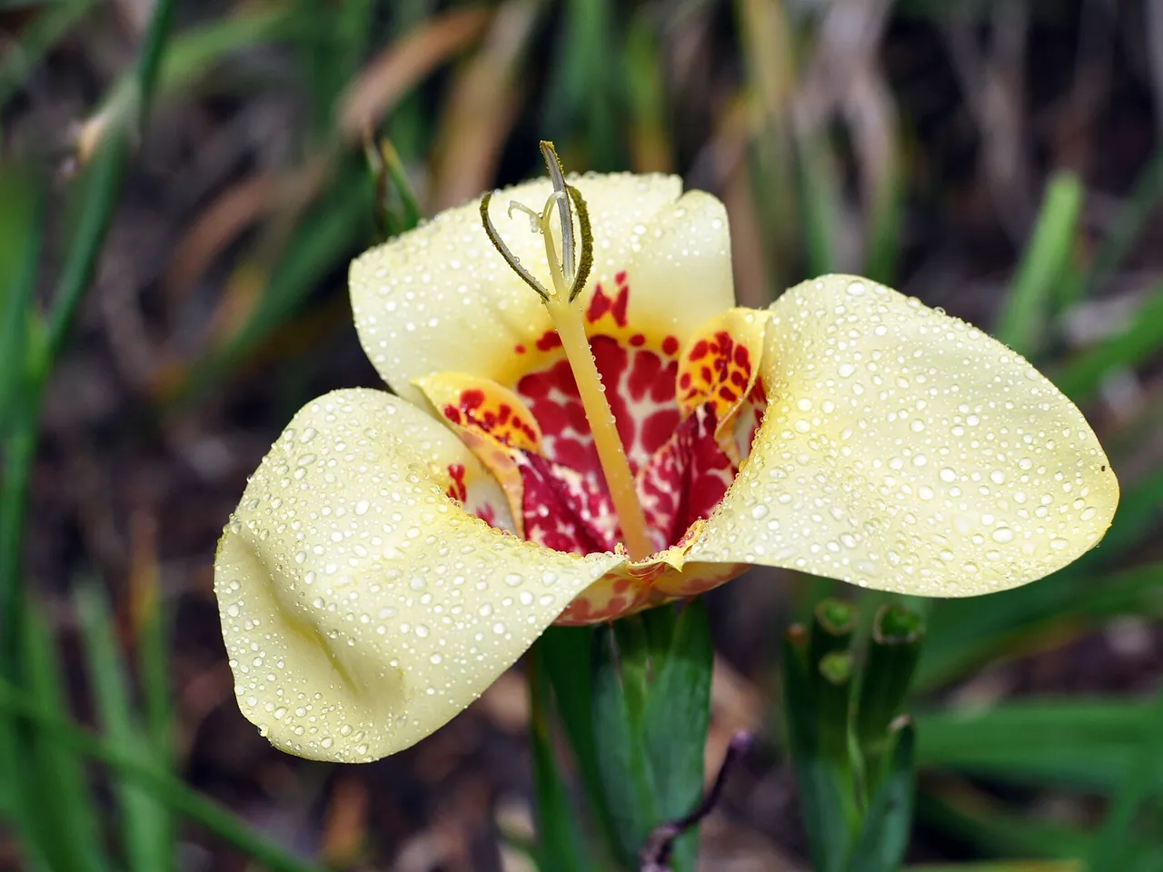 Mexican shellflower