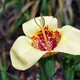 Mexican shellflower