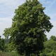 Small-leaved lime