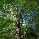 Largeleaf linden