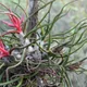 Tillandsia bulbosa
