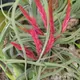 Tillandsia caput-medusae