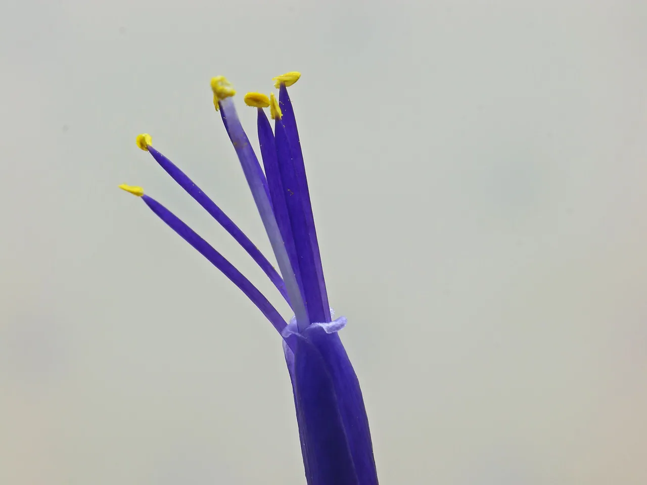 Tillandsia ionantha