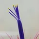 Tillandsia ionantha