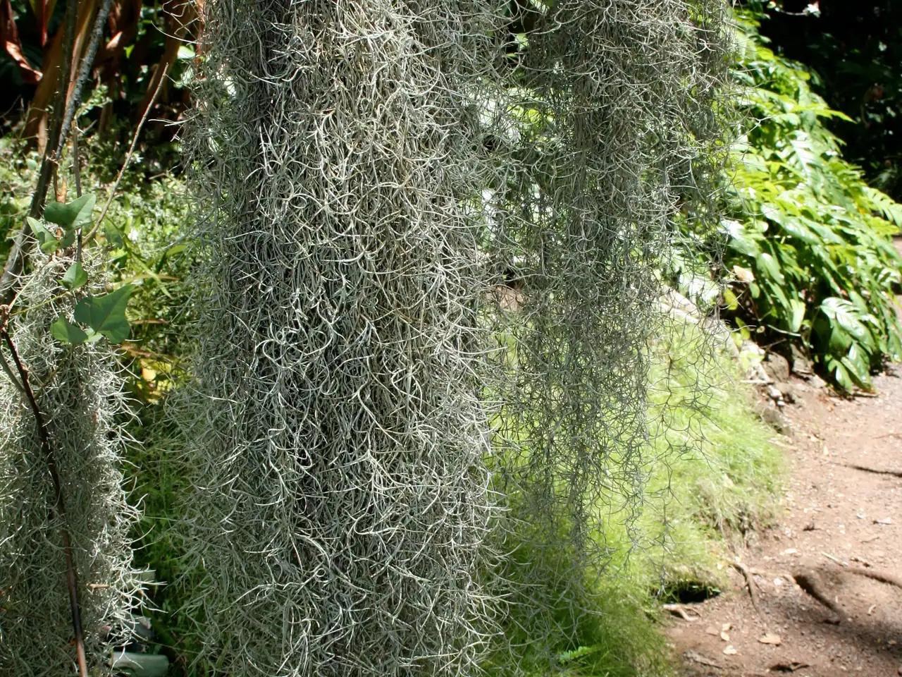 Black moss