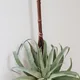 Tillandsia xerographica