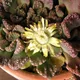 Titanopsis calcarea
