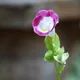 Torenia fournieri