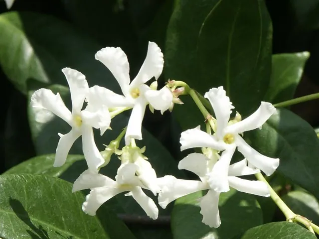 Trachelospermum jasminoides