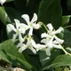 Trachelospermum jasminoides