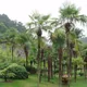 Chusan palm