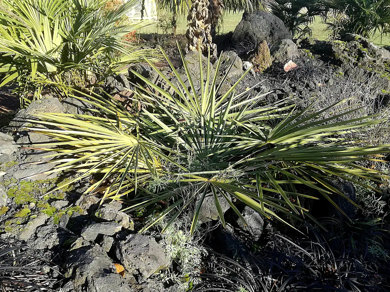 Dragonhead palm