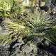 Dragonhead palm