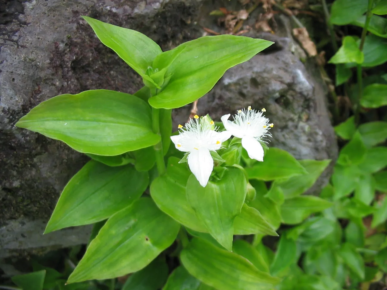 Small-leaf spiderwort