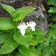 Small-leaf spiderwort