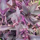 Purpleheart
