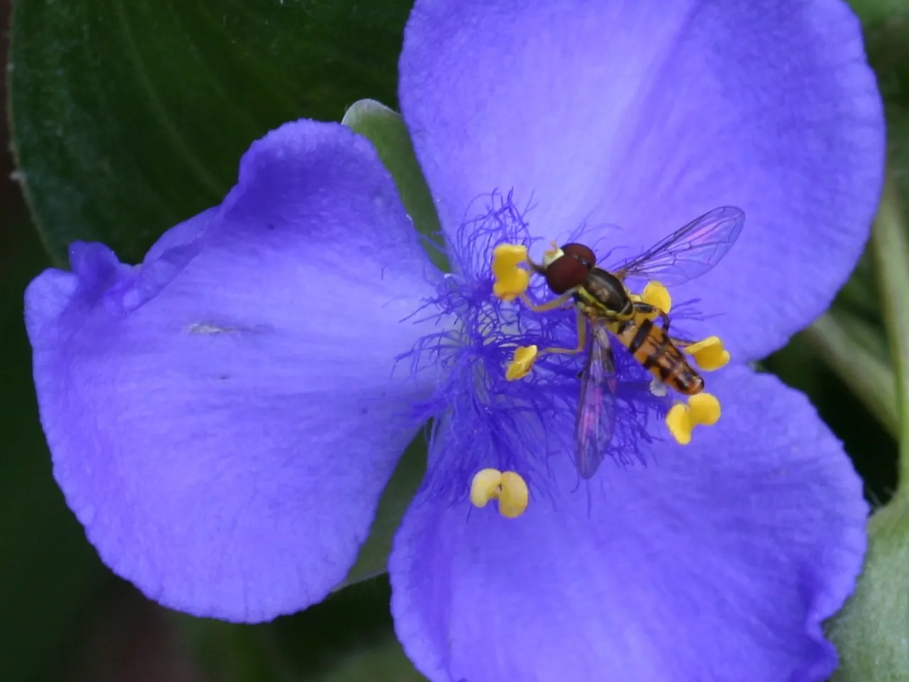 Virginia spiderwort