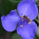 Virginia spiderwort