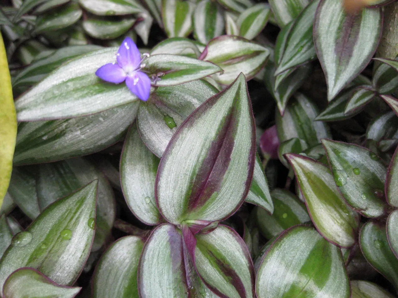 Inch plant