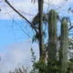 Trichocereus macrogonus