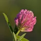 Zigzag clover