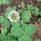 Dutch clover
