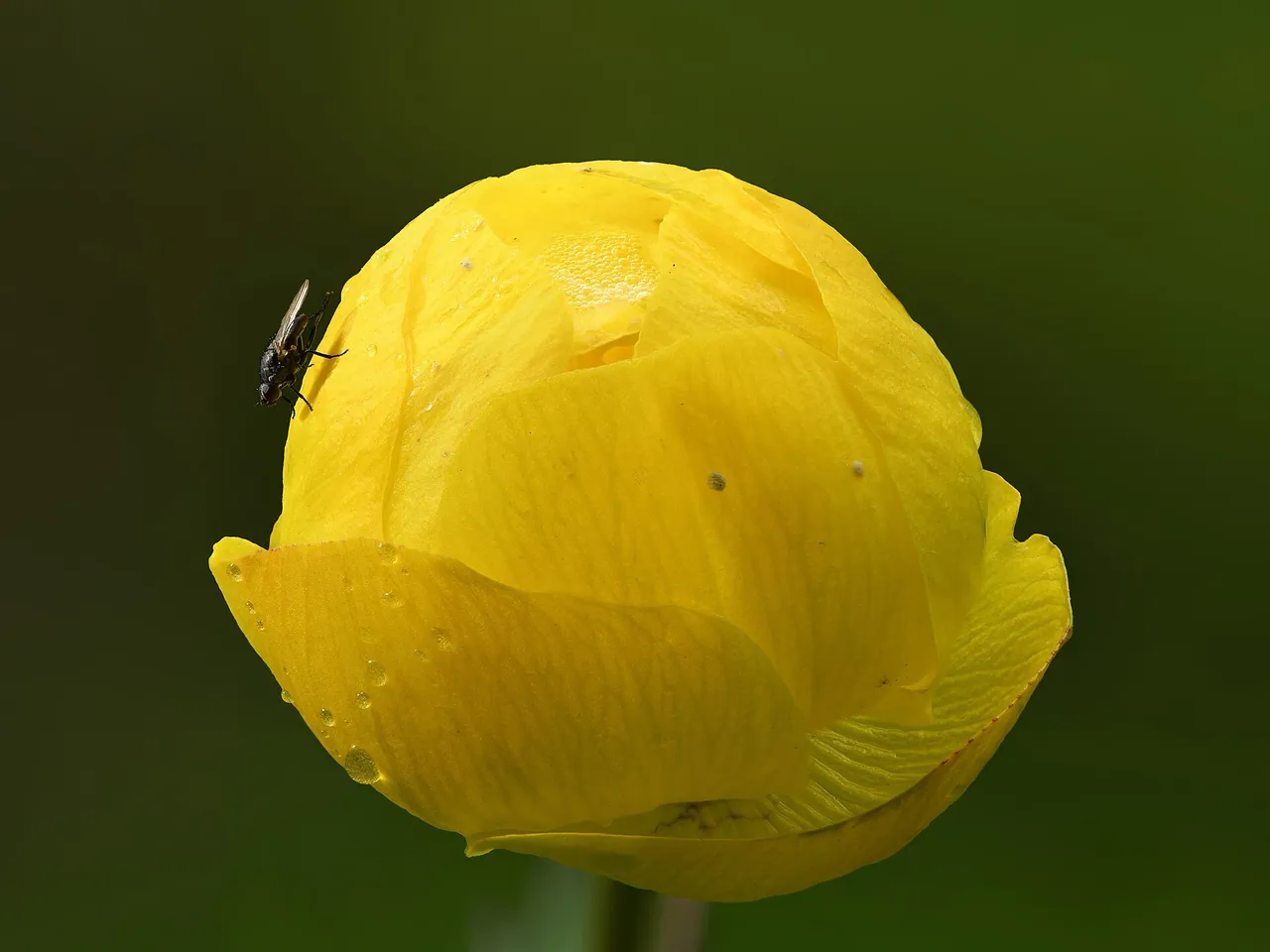 Europese trollius