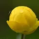 Globeflower