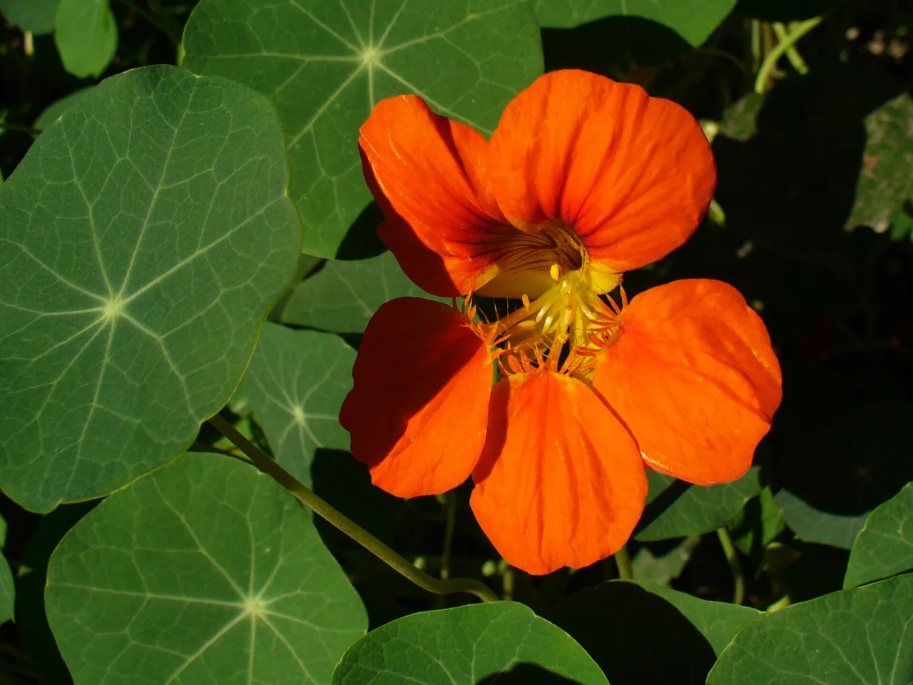 Nasturtium