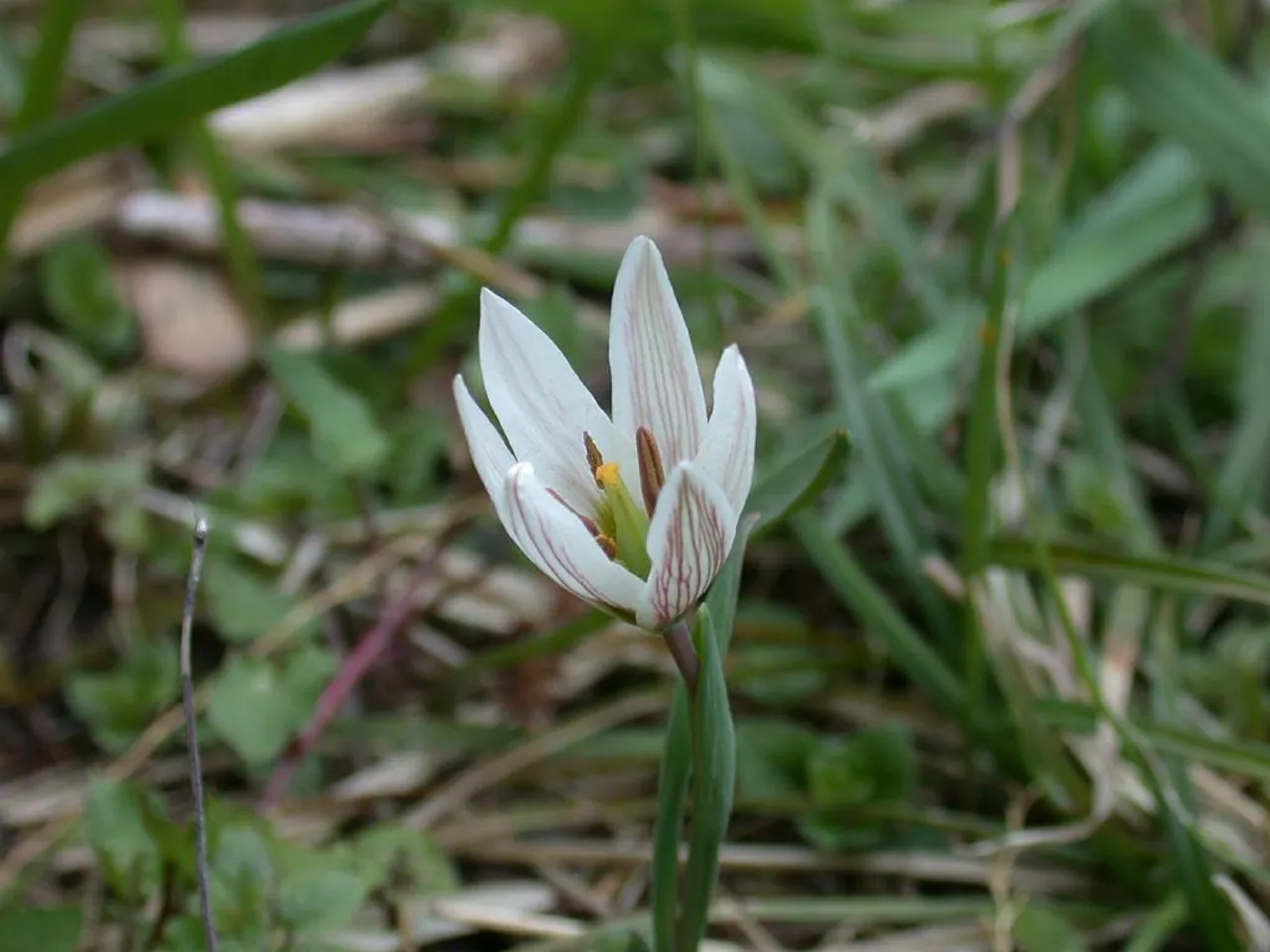 Amana edulis