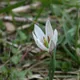 Amana edulis