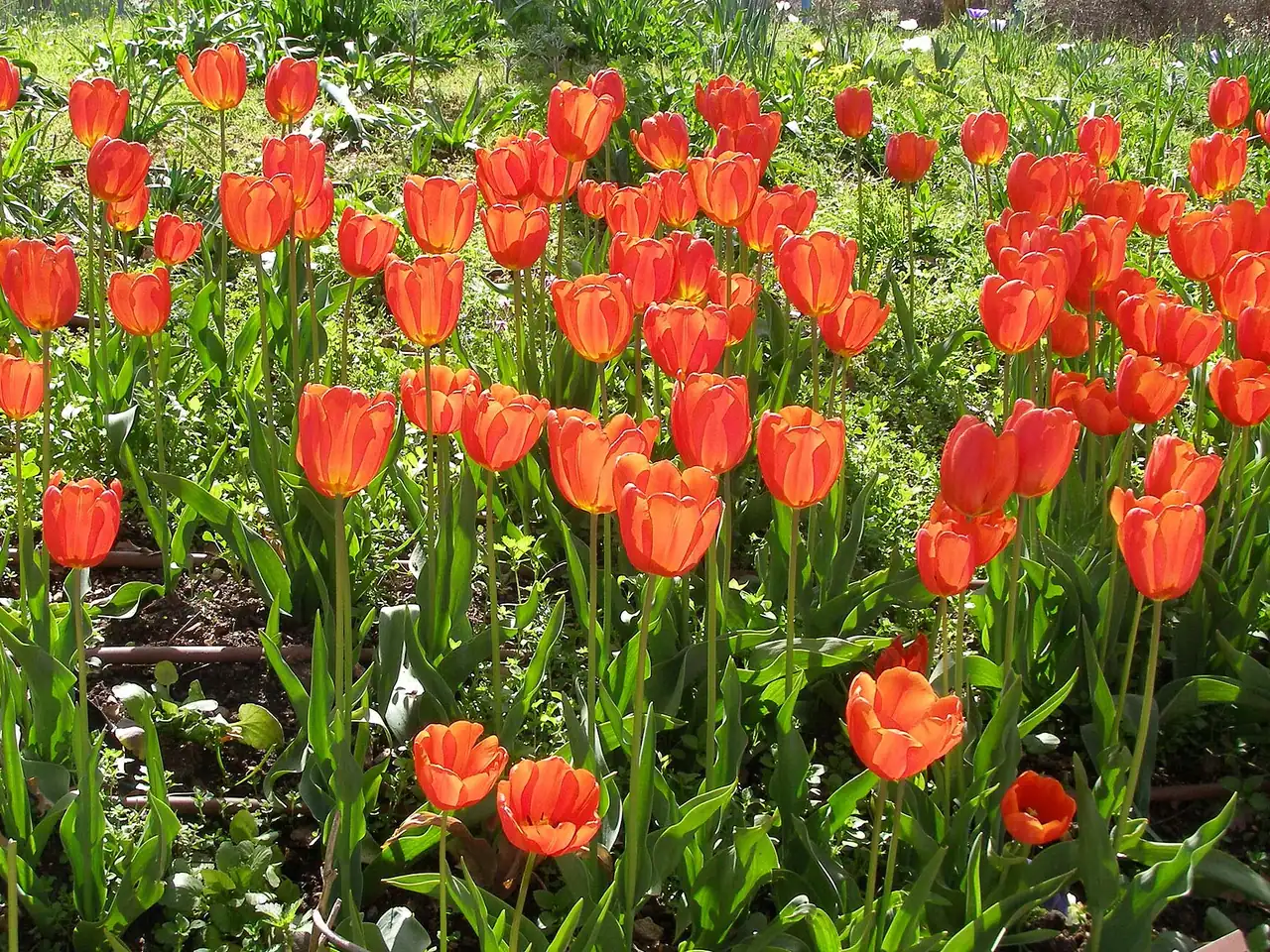 Garden tulip