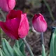 Rhodopean tulip