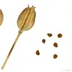 Dutch-lily