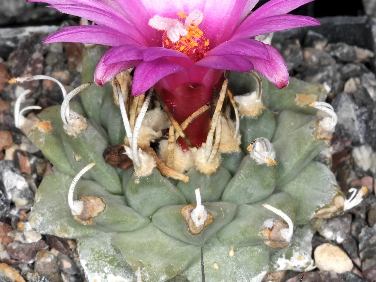 Turbinicarpus alonsoi