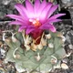 Turbinicarpus alonsoi