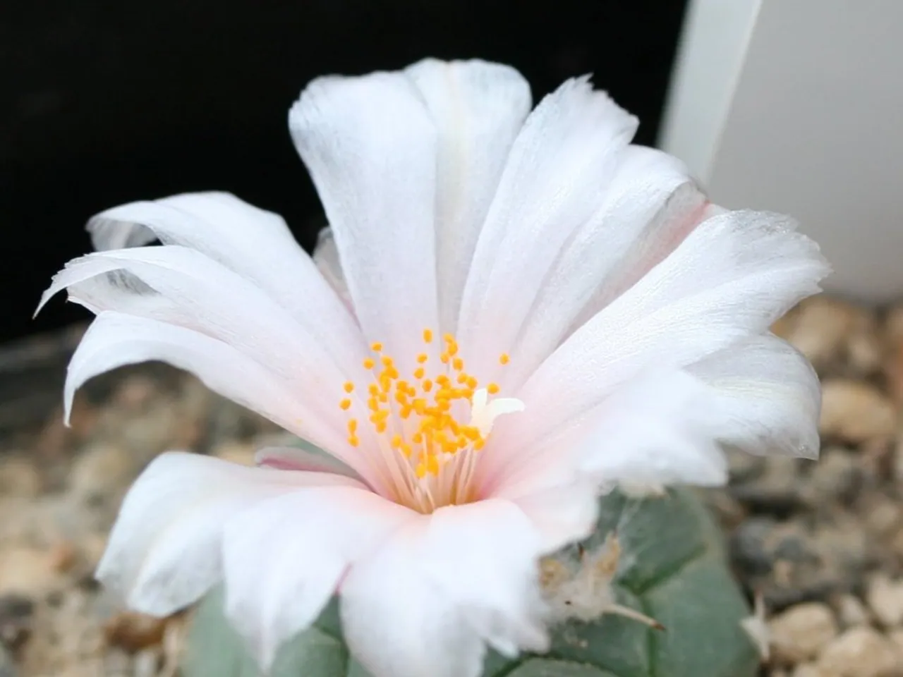 Turbinicarpus lophophoroides