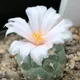 Turbinicarpus lophophoroides