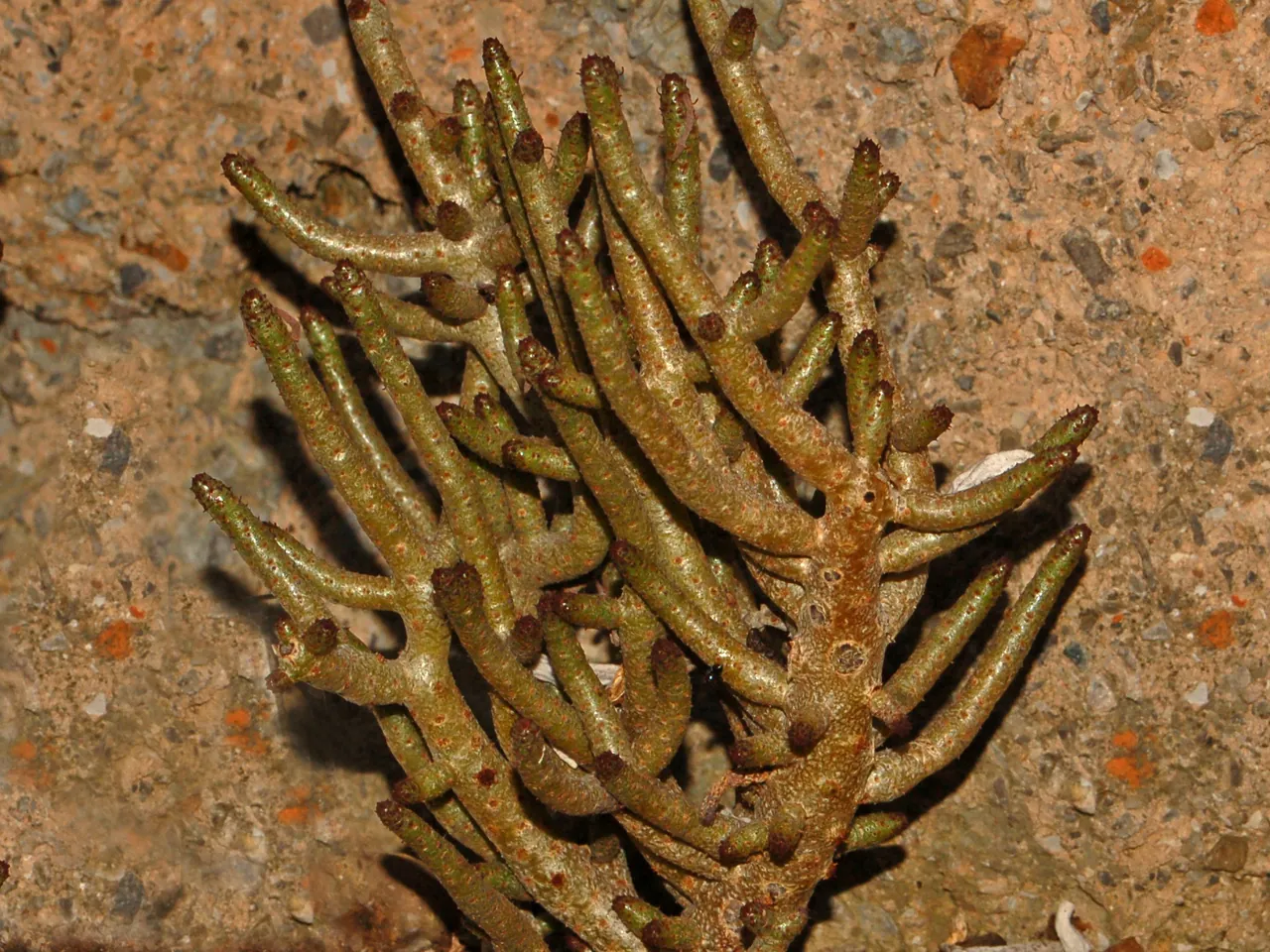 Tylecodon buchholzianus